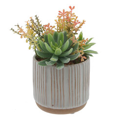 Цветочная композиция "Суккуленты", L14 W14 H20 см