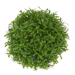 Цветочная композиция "Шар Самшит", L18 W18 H18 см