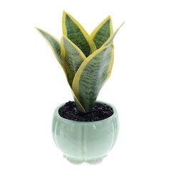 Цветочная композиция "Сансевиерия", L9 W9 H17 см