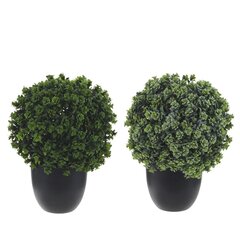 Цветочная композиция "Самшит", L19 W19 H27 см, 1 штука, дизайн микс