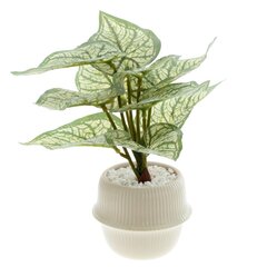 Цветочная композиция "Каладиум", L20 W20 H21 см