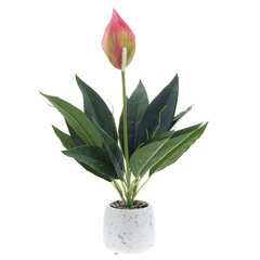 Цветочная композиция "Спатифиллум", L17 W12 H40 см