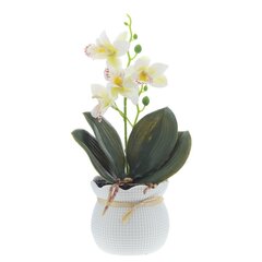 Цветочная композиция "Орхидея", L13 W12 H29 см