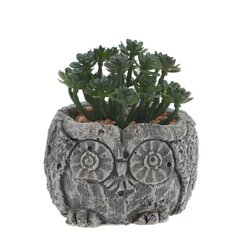 Цветочная композиция "Суккулент", L11 W11 H12 см