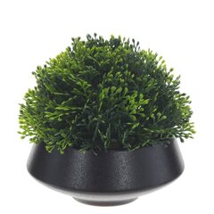 Цветочная композиция "Самшит", L12 W12 H11 см