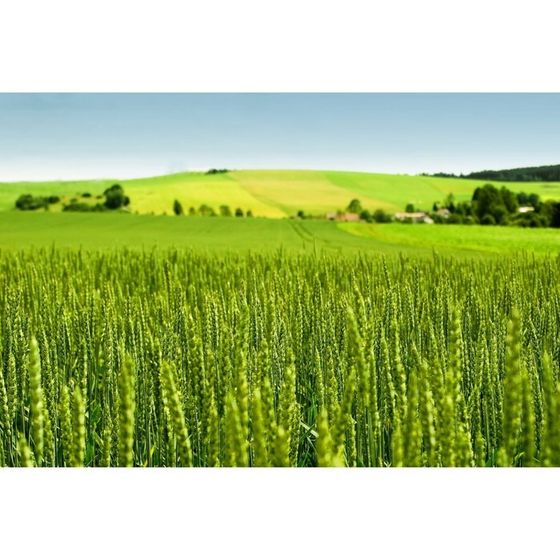 Фотосетка, 300 × 158 см, с фотопечатью, люверсы шаг 1 м, «Луг», Greengo