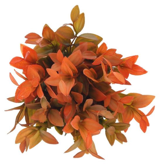 Цветочная композиция, L12 W12 H20 см, 4в.