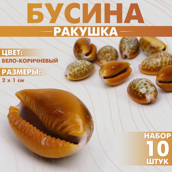 Бусины для творчества «Ракушка», 2×1 см, гладкая. набор 10 шт, цвет бело-коричневый