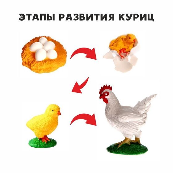 Обучающий набор «Этапы развития куриц» 4 фигурки