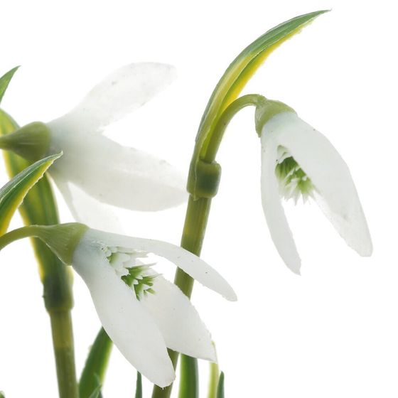 Цветочная композиция &quot;Подснежники&quot;, L13 W12 H28 см