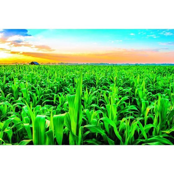 Фотобаннер, 300 × 200 см, с фотопечатью, люверсы шаг 1 м, «Кукуруза», Greengo