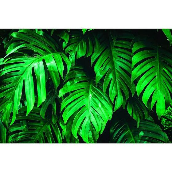 Фотобаннер, 250 × 200 см, с фотопечатью, люверсы шаг 1 м, «Монстера», Greengo