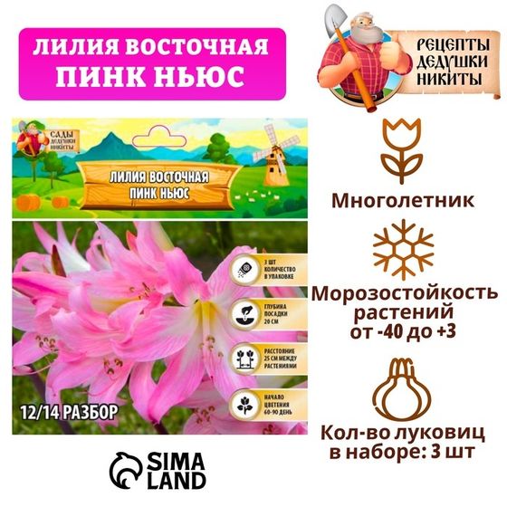 Лилия Восточная &quot;Pink News&quot;, р-р 12/14, 3 шт, Весна 2025