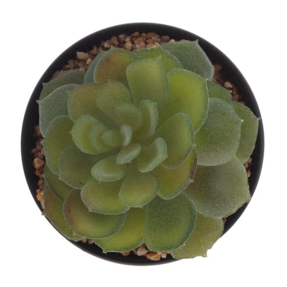 Цветочная композиция &quot;Суккулент&quot;, L10 W10 H12 см