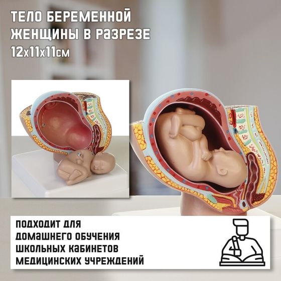 Макет &quot;Тело беременной женщины в разрезе&quot; 12*11*11см