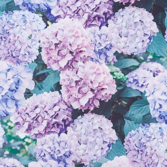 !Бумага упаковочная 2 листа глянцевая «Нежные », 50 × 70 см.