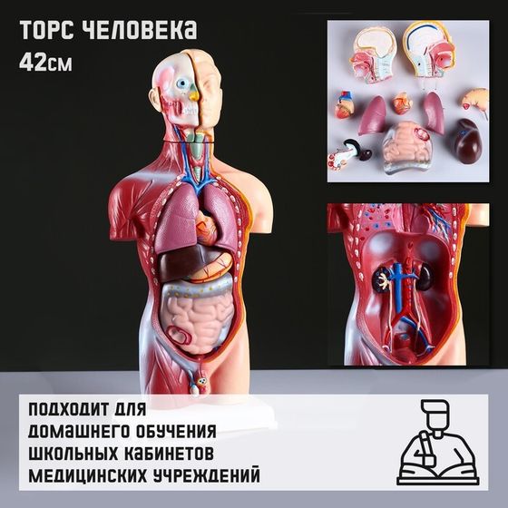 Макет &quot;Торс человека&quot; 42 см