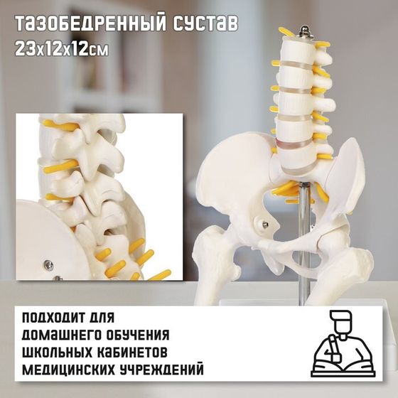 Макет &quot;Поясничный отдел позвоночника, тазобедренный сустав&quot; 23*12*12см