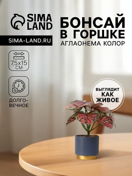 Бонсай в горшке &quot;Аглаонема колор&quot; 7,5х15 см
