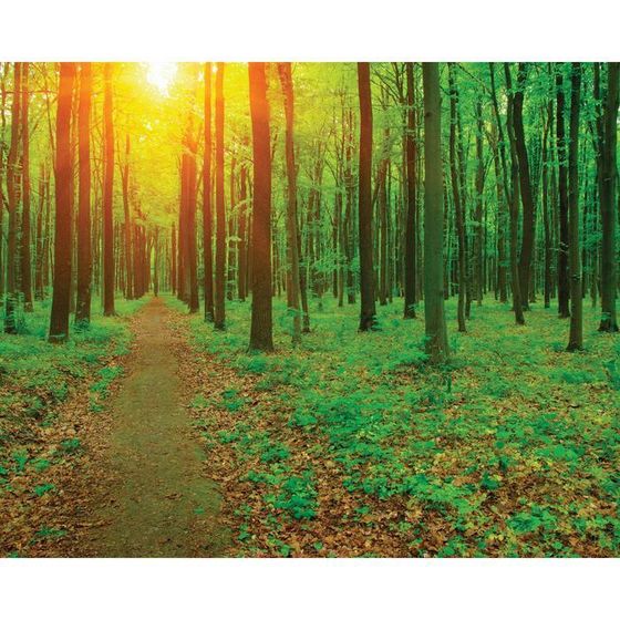 Фотобаннер, 250 × 200 см, с фотопечатью, люверсы шаг 1 м, «Лесная тропа», Greengo