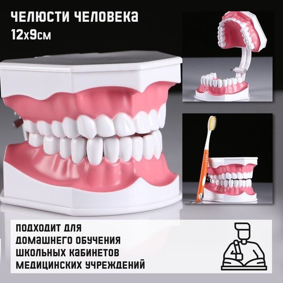 Макет &quot;Челюсти человека&quot; 12*9см