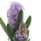 Цветочная композиция &quot;Гиацинты&quot; , L11 W10 H28 см