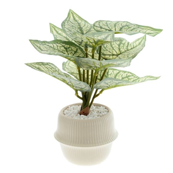 Цветочная композиция "Каладиум", L20 W20 H21 см