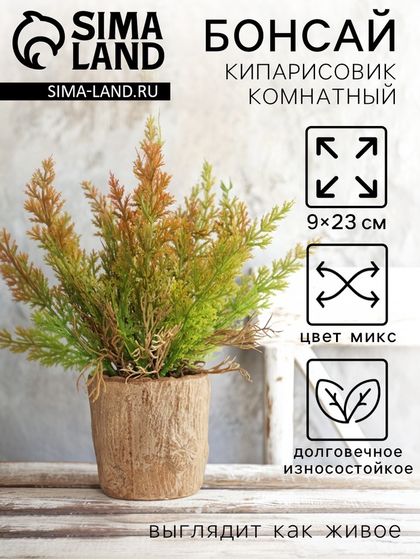 Бонсай «Кипарисовик комнатный», 9×23 см, МИКС