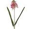 Цветок искусственный, L9 W9 H75 см, 4в.