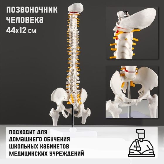 Макет &quot;Позвоночник человека&quot; 44*12см