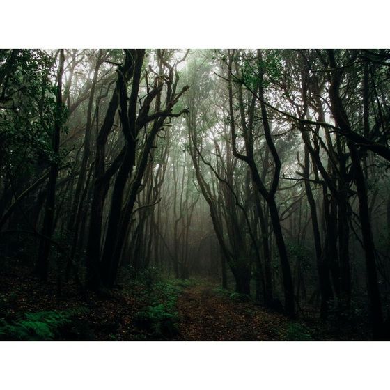 Фотобаннер, 300 × 200 см, с фотопечатью, люверсы шаг 1 м, «Тёмный лес»