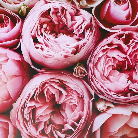 !Бумага глянцевая 4 листа двусторонняя &quot;Пионы&quot; 0,5 х 0,7 м.