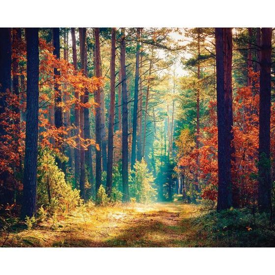 Фотосетка, 250 × 200 см, с фотопечатью, люверсы шаг 1 м, «Осенний лес», Greengo