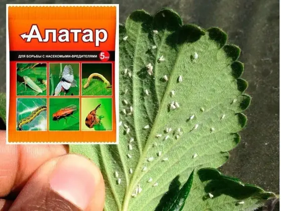 !09 Алатар для защиты растений от вредителей 5 мл. От колорадского жука, гусениц, тли, трипсов, долгоносика, пилильщика, луковых мушек, моли