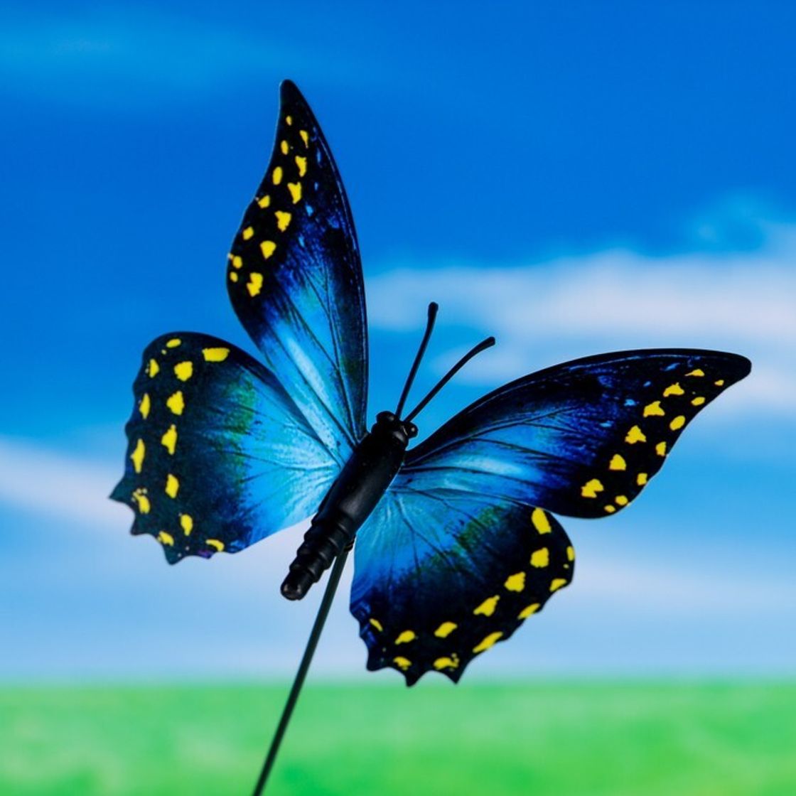 Цветы бабочки комнатные. Бабочки 7. Декоративные бабочки. Декоративные бабочки. Бабочки 7.