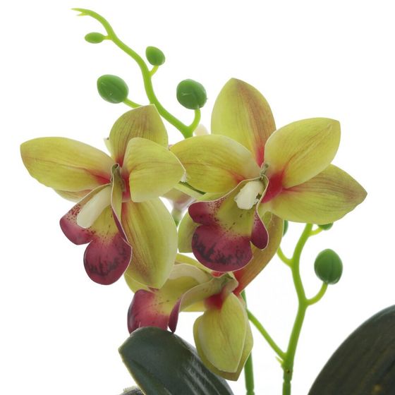 Цветочная композиция "Орхидея", L11 W11 H26 см