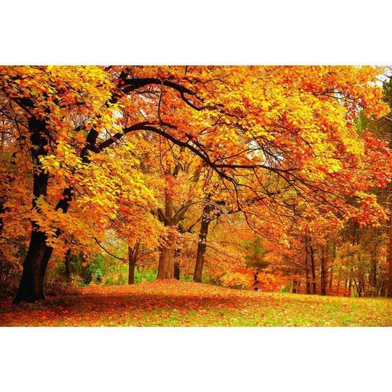 Фотобаннер, 250 × 200 см, с фотопечатью, люверсы шаг 1 м, «Осенний клён», Greengo