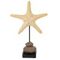 Фигурка декоративная &quot;Морская звезда&quot;, Д24 Ш24 В37 см