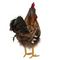 Фигурка декоративная &quot;Петух&quot;, L19 W12 H28,5 см