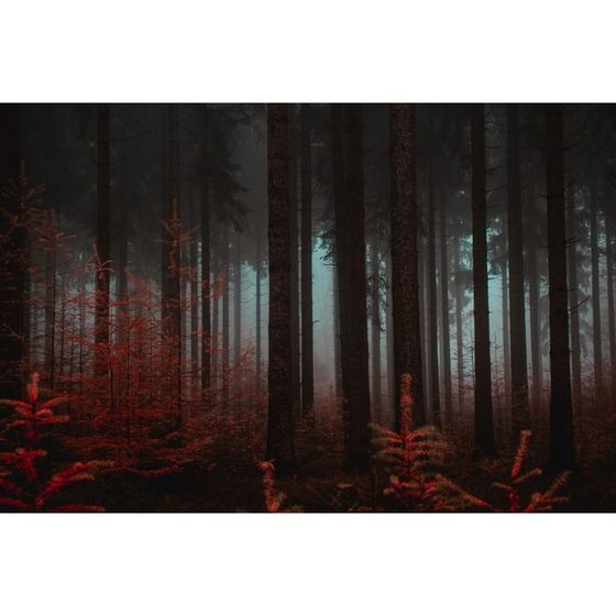 Фотобаннер, 250 × 150 см, с фотопечатью, люверсы шаг 1 м, «Красный лес», Greengo