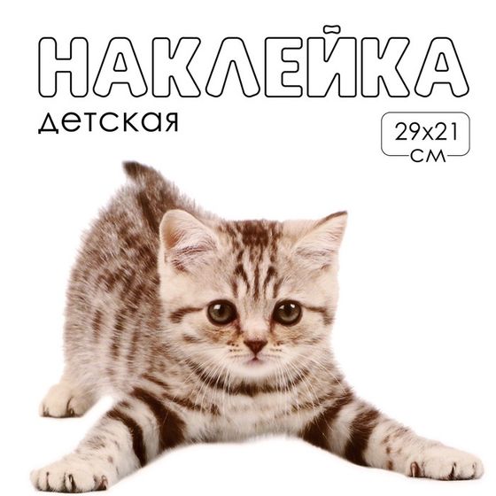Наклейка 3Д интерьерная Котик 29*21см