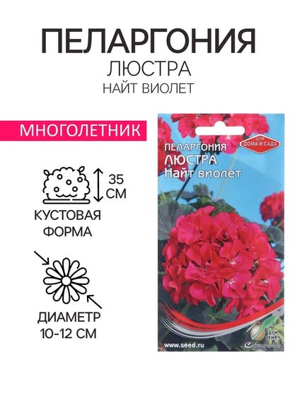Семена цветов Пеларгония &quot;Люстра Найт виолет&quot;, 4 шт