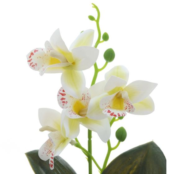 Цветочная композиция "Орхидея", L13 W12 H29 см