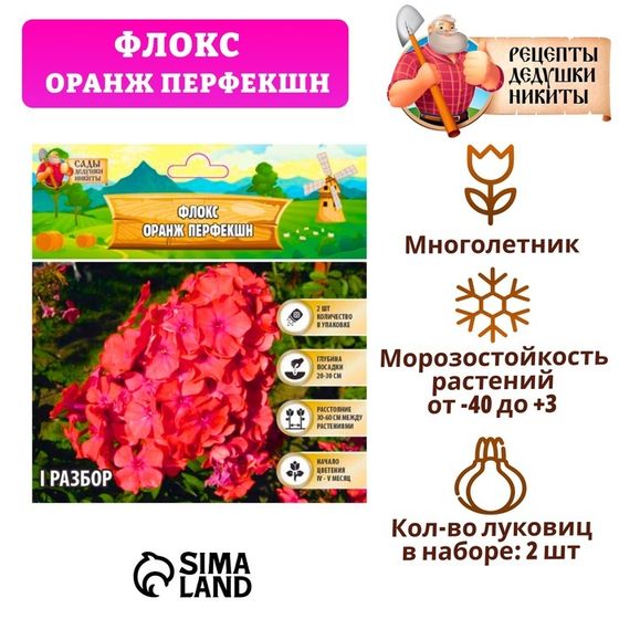 Флокс &quot;Оранж Перфекшн&quot; метельчатый, р-р I, Весна 2025, 2 шт