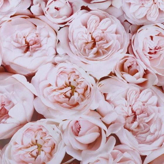 !09 Бумага (набор 2 листа) глянцевая двусторонняя "Пионы" 50 х 70 см.