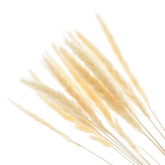 Ветка &quot;Сухоцвет&quot;, набор из 15 шт, L7 W7 H67 см