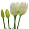 Цветы искусственные "Букет Тюльпанов из 5шт" (Real Touch), L9 W9 H44 см