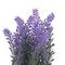 Цветочная композиция &quot;Лаванда&quot;, L10 W10 H20 см, 4в.
