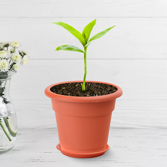 Набор поддонов пластиковых 10шт 20см