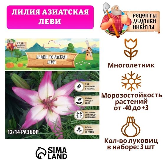 Лилия Азиатская &quot;Леви&quot;, р-р 14/16, 3 шт, Весна 2025